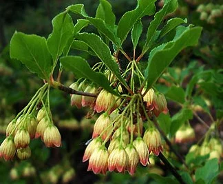 ENKIANTHUS campanulatus - Andromède campanulée