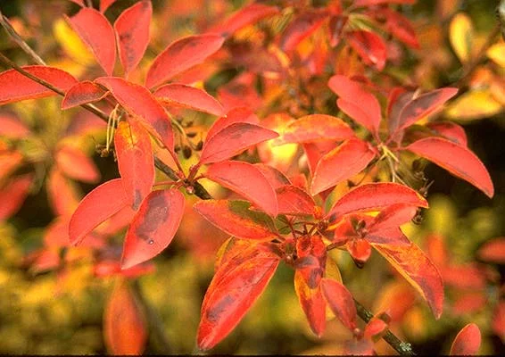 ENKIANTHUS campanulatus - Andromède campanulée