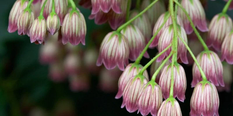 ENKIANTHUS campanulatus - Andromède campanulée