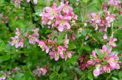 ESCALLONIA 'Donard Seedling' - Escallonia