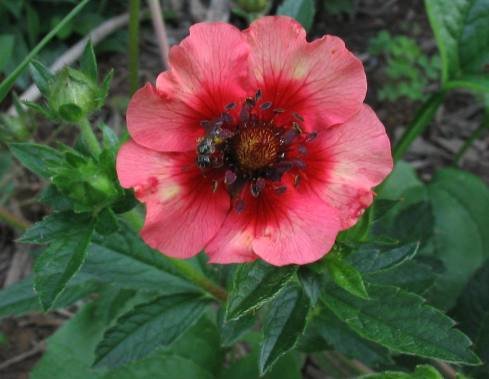 POTENTILLA vivace nepalensis 'Miss Willmott' - Potentille vivace rose