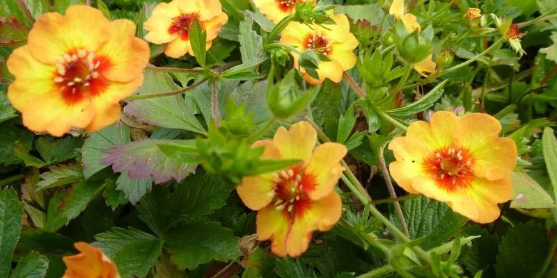 POTENTILLA vivace 'Tonguei'