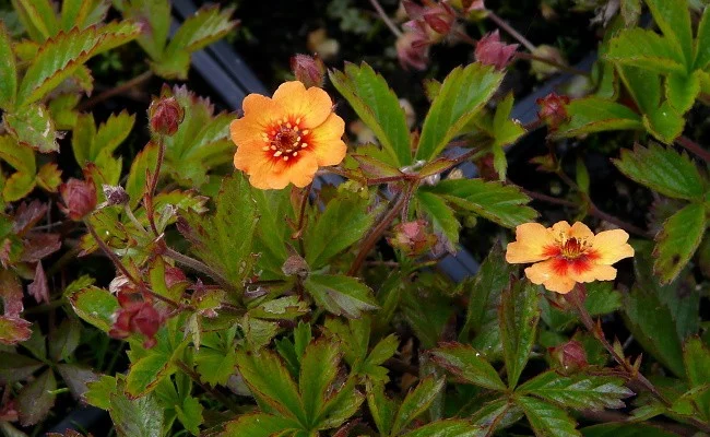 POTENTILLA vivace 'Tonguei'