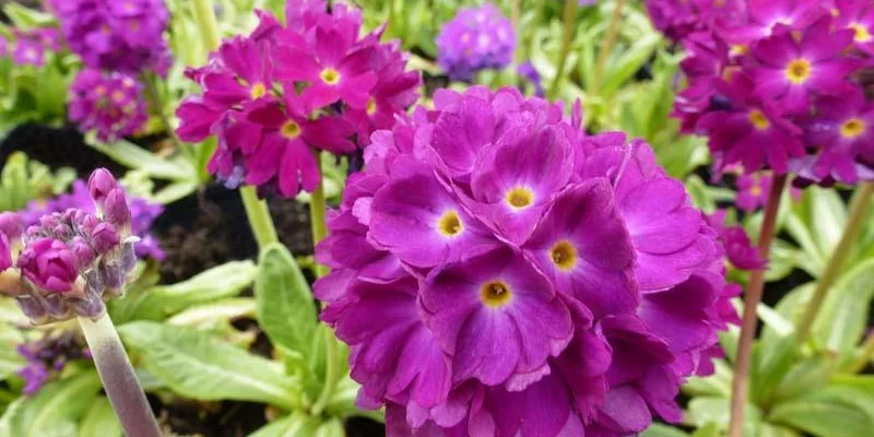 PRIMULA denticulata 'Rubin' - Primevère vivace