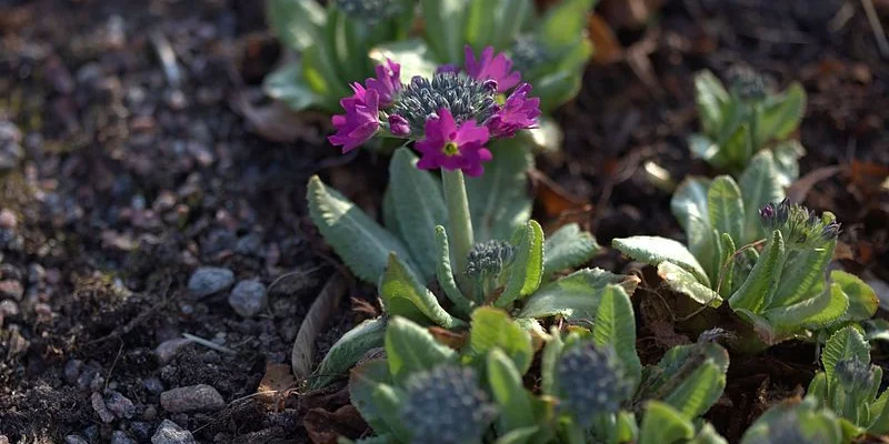 PRIMULA denticulata 'Rubin' - Primevère vivace