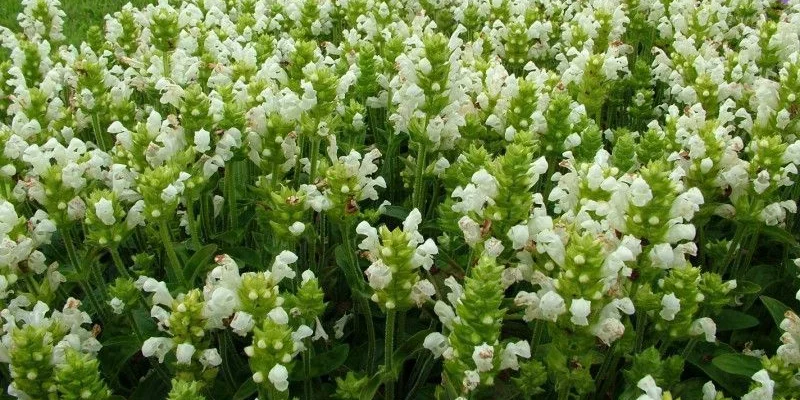 PRUNELLA grandiflora 'Alba'