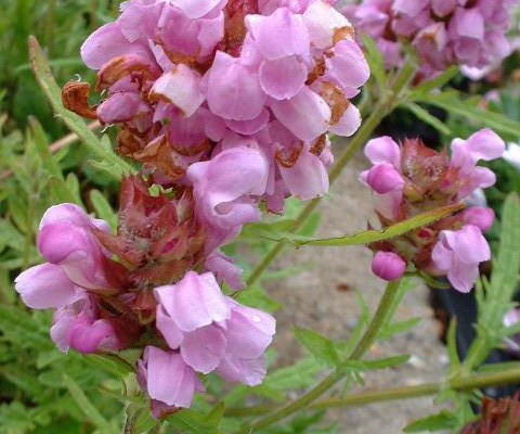 PRUNELLA grandiflora 'Pink Loveliness' - Prunelle rose