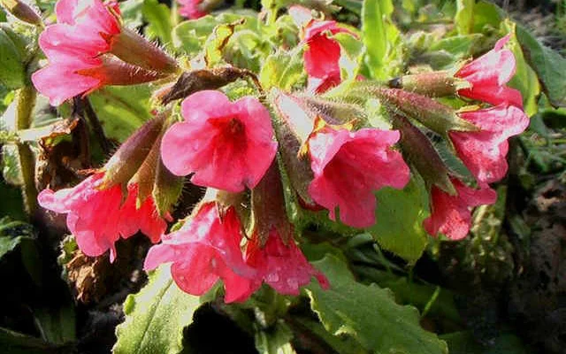 PULMONARIA rubra 'Redstart'