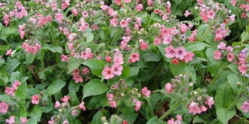 PULMONARIA 'Dora Bielefeld'