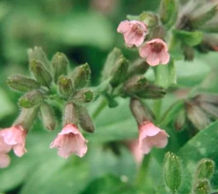 PULMONARIA 'Dora Bielefeld'