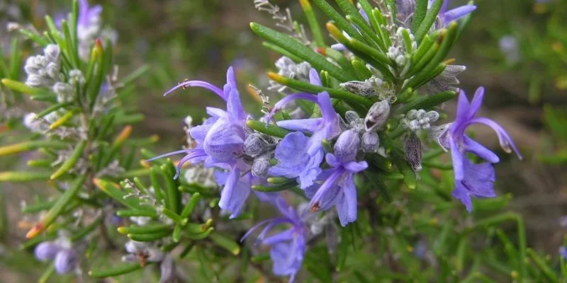 ROSMARINUS officinalis 'Capri'