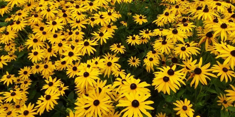 RUDBECKIA fulgida 'Goldsturm'