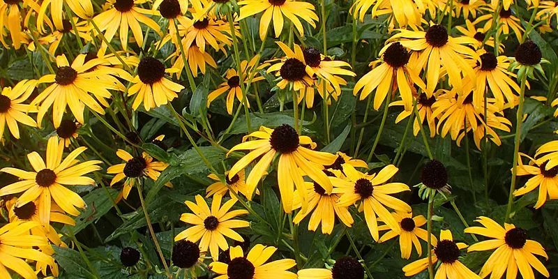 RUDBECKIA fulgida 'Goldsturm'