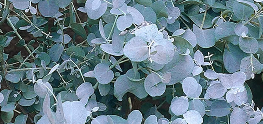 EUCALYPTUS gunnii - Gommier