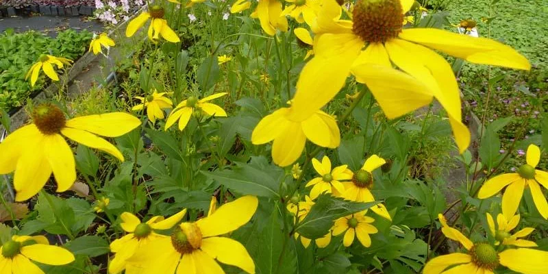 RUDBECKIA nitida 'Herbstsonne'