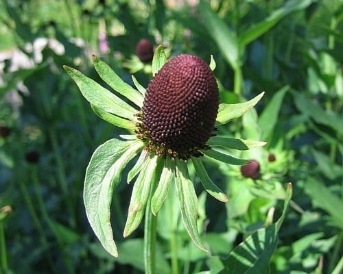 RUDBECKIA occidentalis 'Black Beauty'® - Rudbeckia
