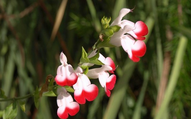 SALVIA microphylla 'Hot Lips' - Sauge arbustive