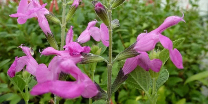 SALVIA microphylla 'Pink Beauty' - Sauge 'Pink Beauty'