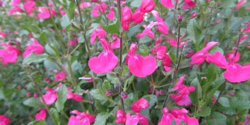 SALVIA microphylla 'Pink Beauty' - Sauge 'Pink Beauty'