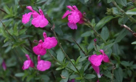 SALVIA microphylla 'Pink Beauty' - Sauge arbustive