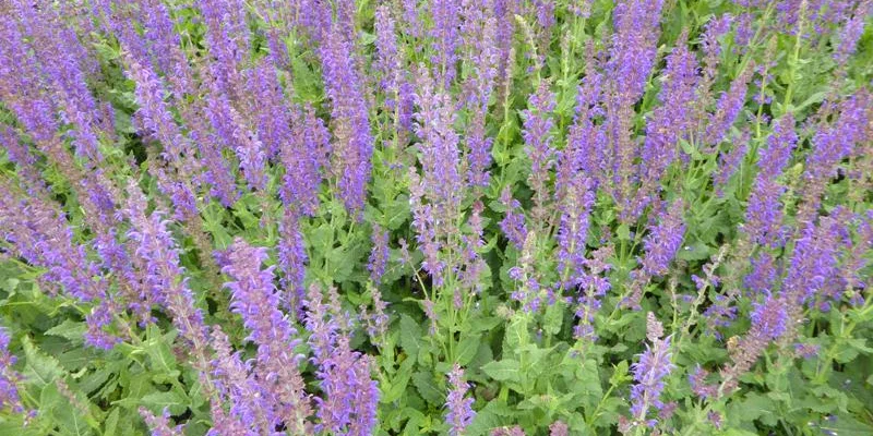 SALVIA nemorosa 'Mainacht'