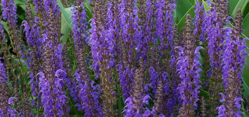 SALVIA nemorosa 'Mainacht'