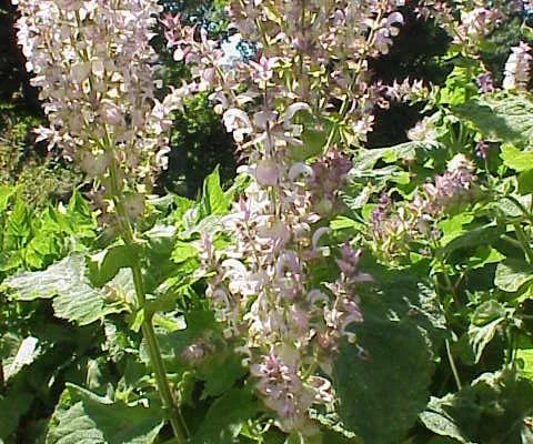 SALVIA sclarea