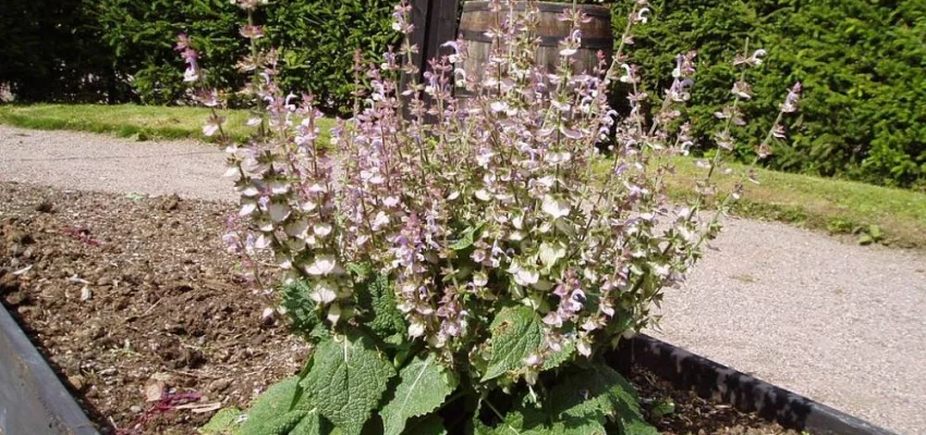 SALVIA sclarea