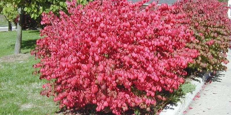 EUONYMUS alatus Compactus - Fusain ailé nain