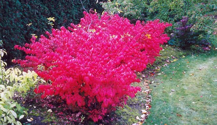 EUONYMUS alatus Compactus - Fusain ailé nain