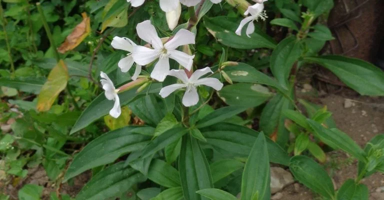 SAPONARIA officinalis 'Alba Plena' - Saponaire