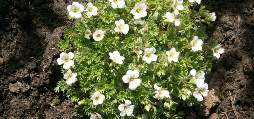 SAXIFRAGA arendsii 'Schneeteppich' - Saxifrage