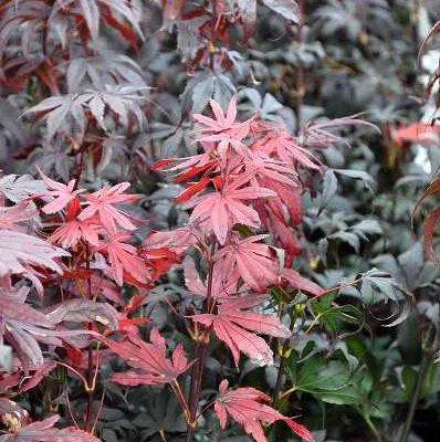 ACER palmatum 'Bloodgood' - Erable de japon