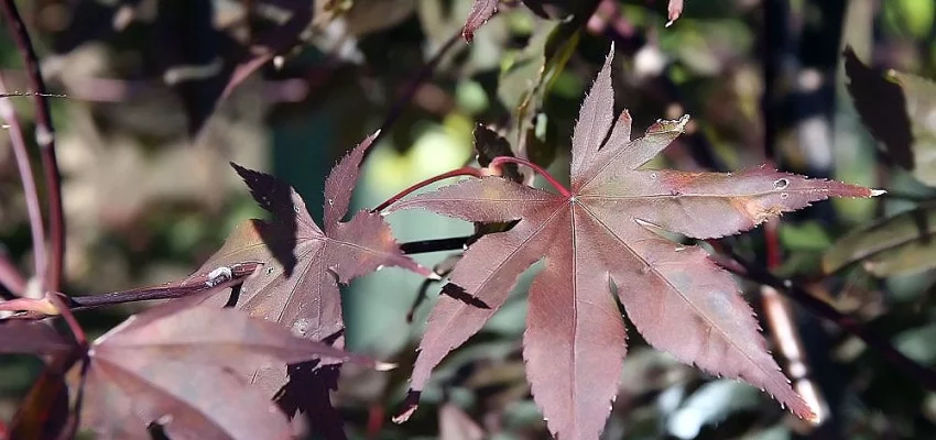 Érable du Japon 'Bloodgood' - Acer palmatum 'Bloodgood', érable japonais