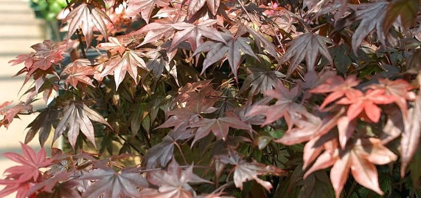 Érable du Japon 'Bloodgood' - Acer palmatum 'Bloodgood', érable japonais