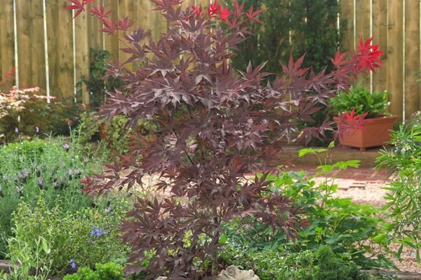 Érable du Japon 'Bloodgood' - Acer palmatum 'Bloodgood', érable japonais