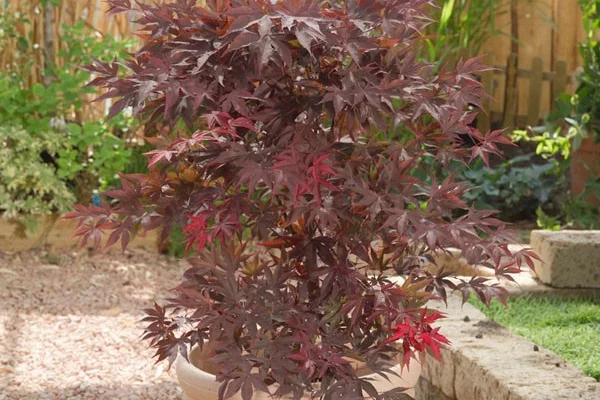 Érable du Japon 'Bloodgood' - Acer palmatum 'Bloodgood', érable japonais