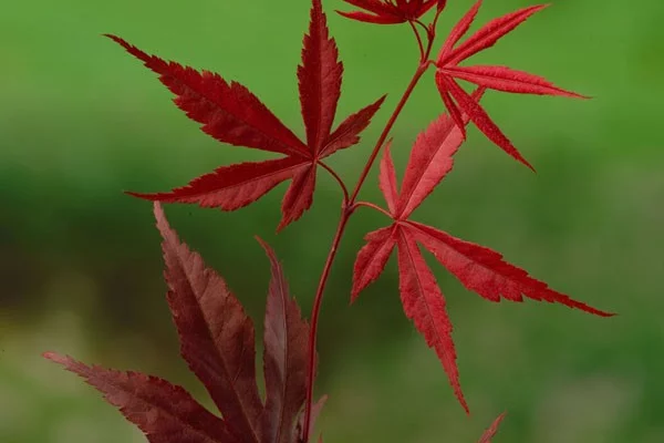 Érable du Japon 'Bloodgood' - Acer palmatum 'Bloodgood', érable japonais