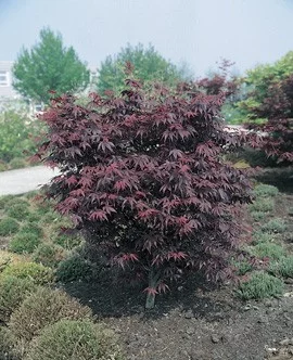 Érable du Japon 'Bloodgood' - Acer palmatum 'Bloodgood', érable japonais