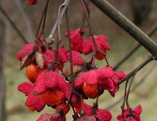 EUONYMUS europaeus - Fusain d'Europe, bonnet carré