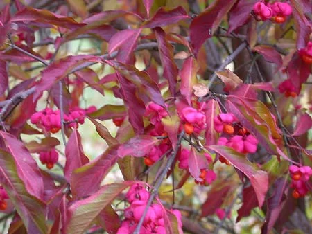 EUONYMUS europaeus - Fusain d'Europe, bonnet carré