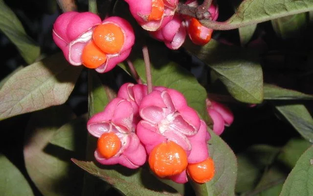 EUONYMUS europaeus - Fusain d'Europe, bonnet carré