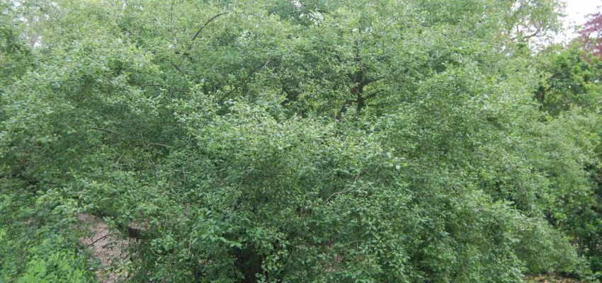 EUONYMUS europaeus - Fusain d'Europe, bonnet carré