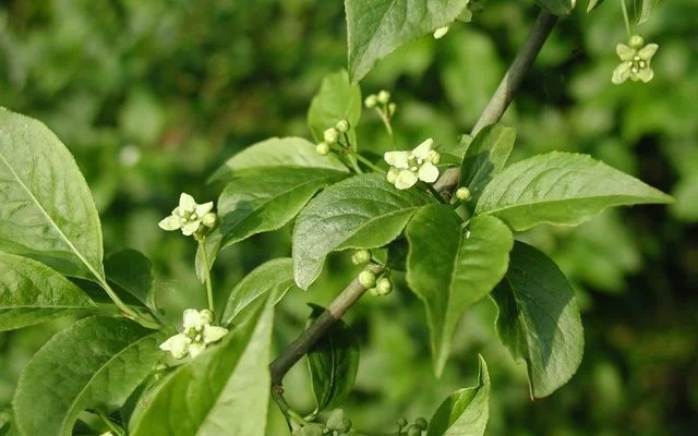 EUONYMUS europaeus - Fusain d'Europe, bonnet carré