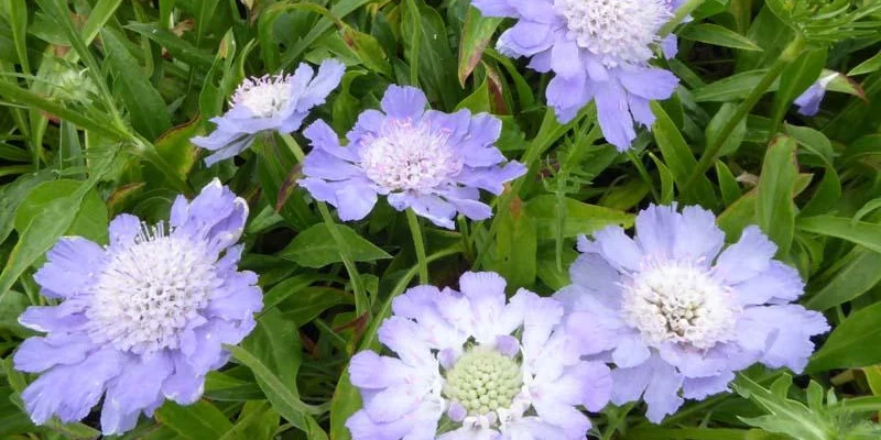 SCABIOSA caucasica 'Perfecta'