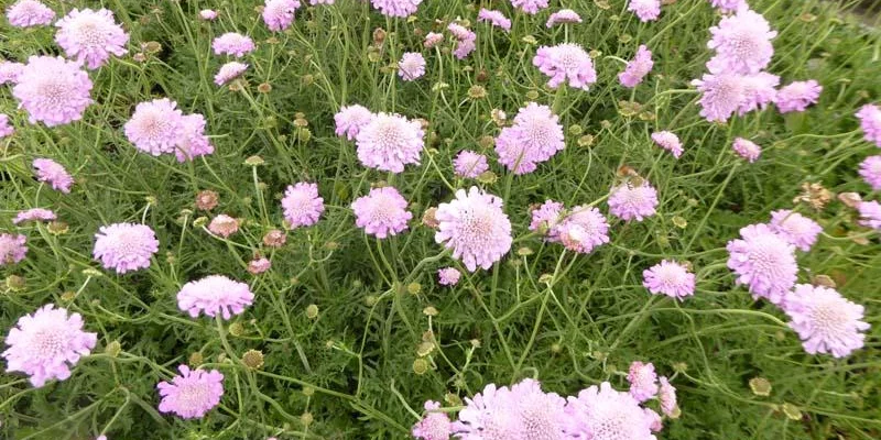 SCABIOSA columbaria 'Pink Mist'