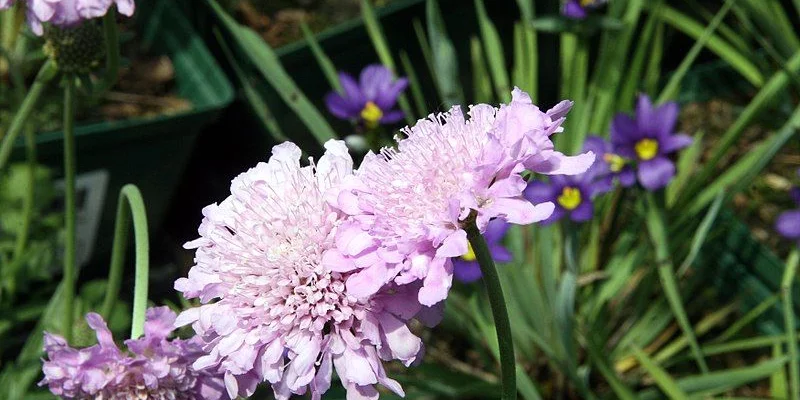 SCABIOSA columbaria 'Pink Mist'