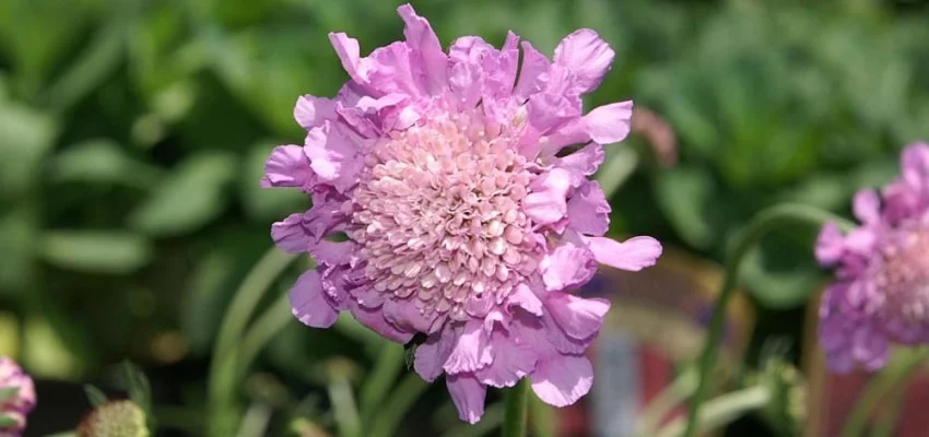 SCABIOSA columbaria 'Pink Mist'