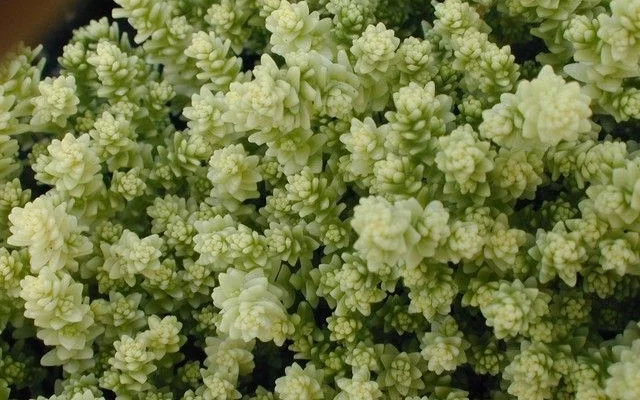 SEDUM acre 'Elegans' - Orpin