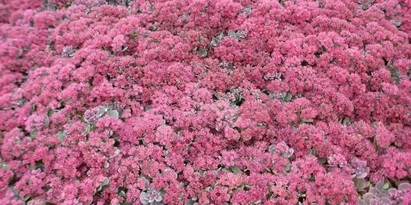 SEDUM cauticola 'Lidakense'